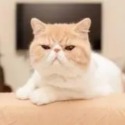 ぴーち