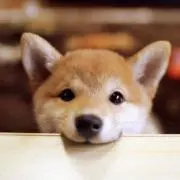ハチチの画像
