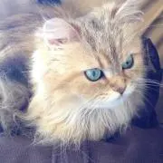 hiropo