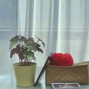 まやの画像