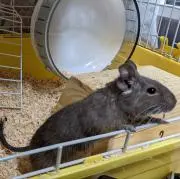 らるく。。