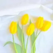 きいろの画像