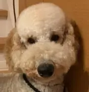 あすかの画像