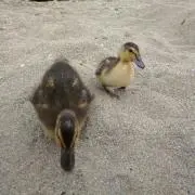 チャック&マロン(購入はコメお願い)