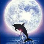 Dolphinの画像