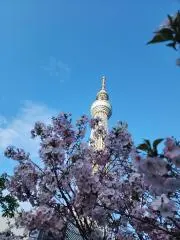 サクラ