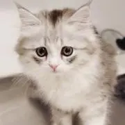 Sの画像