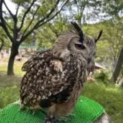 すた