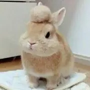 まいまい