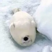 おもちまるまるの画像