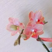 ルビーの画像