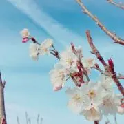 comaの画像
