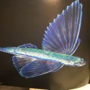 パラ