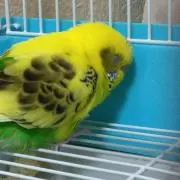 パイン