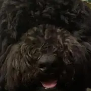 じょるのの画像