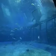 はと