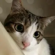 ayka