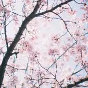 CHERIたんの画像