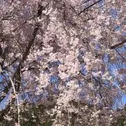 ⭐︎さくら⭐︎の画像