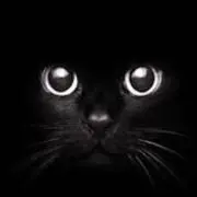 くろねこの画像