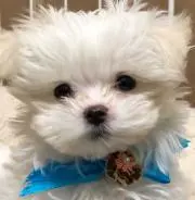 yukimokoの画像
