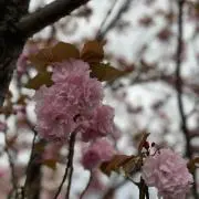 米 プロフィール確認お願いしますの画像