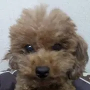 りりー