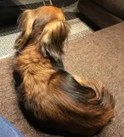 ぴー