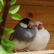 ことり