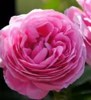Roseの画像
