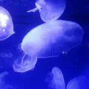 ぽりこの画像