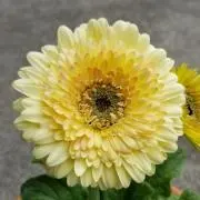 mintの画像
