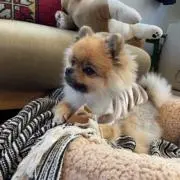 ニコの画像