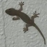 なるの画像
