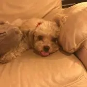 あいちゃん
