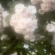 るり プロフ必読の画像