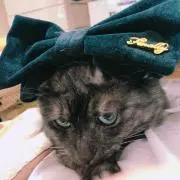 マルの画像