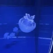 くらげの画像