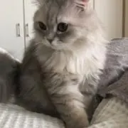 riの画像