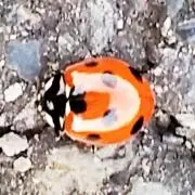 ナナホシテントウの画像