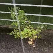 moriの画像