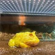 り ま