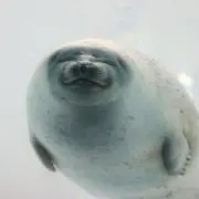 アラレちゃん