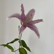 リリ