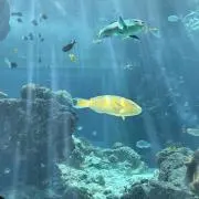 Angelの画像