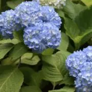 ともちの画像