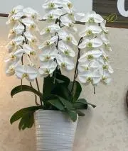 canya33の画像