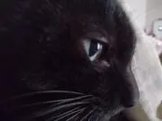 黒猫