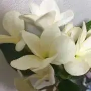 可愛い物出品します。の画像
