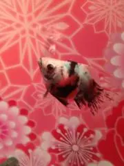 ゆずき